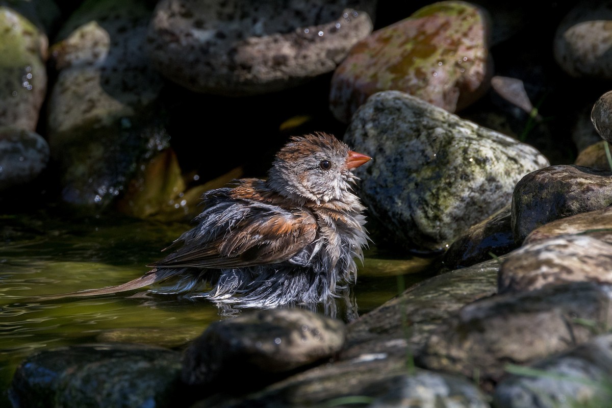 Field Sparrow - ML622183350