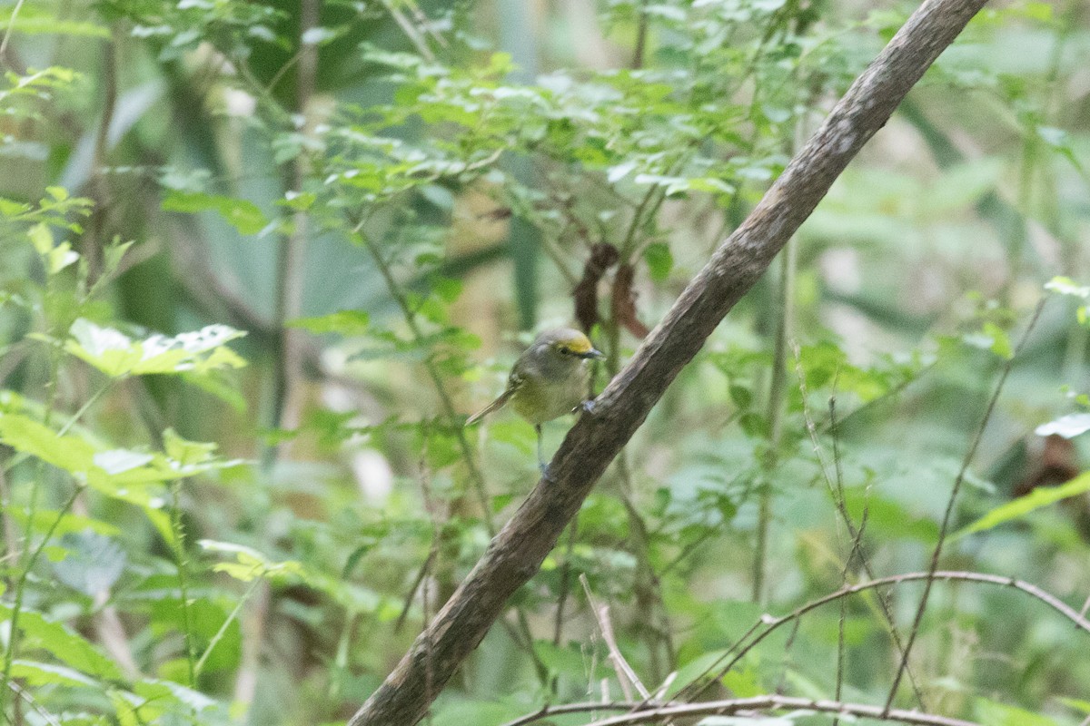 Viréo aux yeux blancs - ML622183416