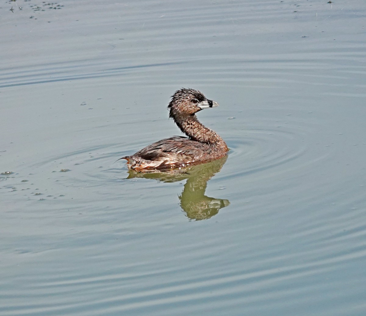 Pied-billed Grebe - ML622183449