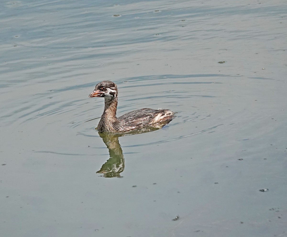 Pied-billed Grebe - ML622183450