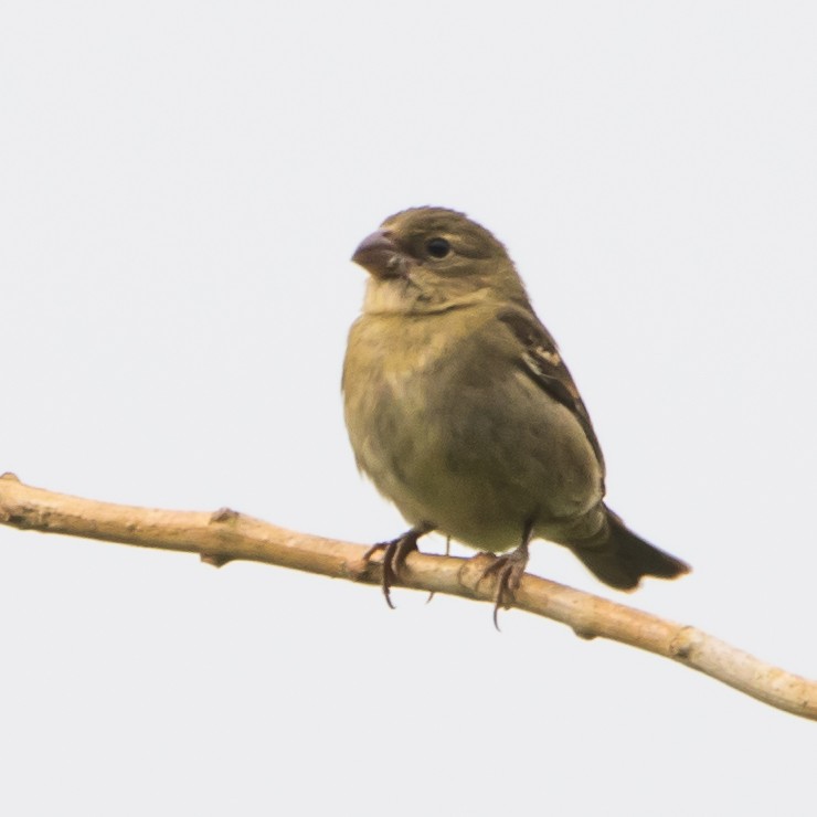 Buffy-fronted Seedeater - ML622183467