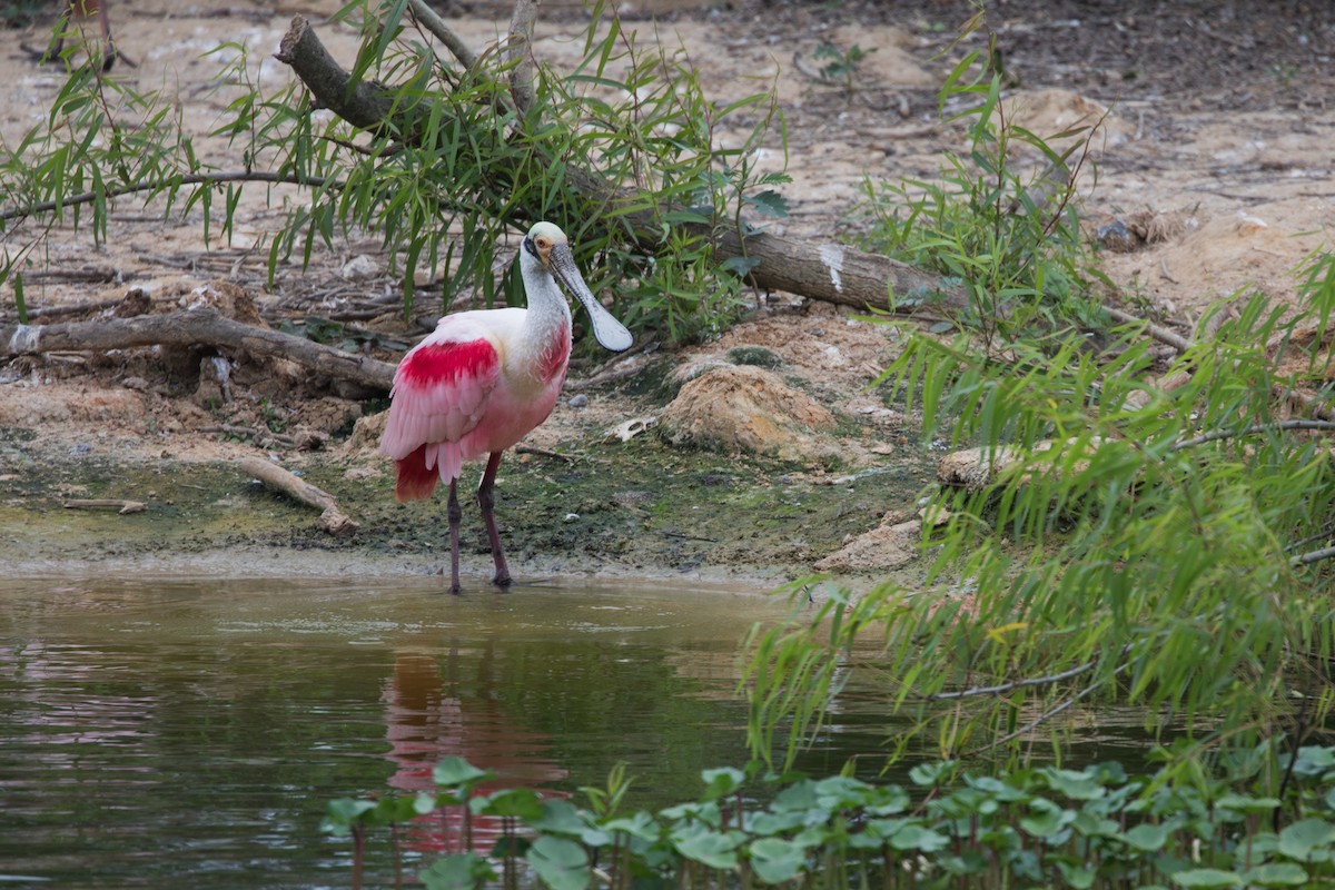 Roseate Spoonbill - ML622183512