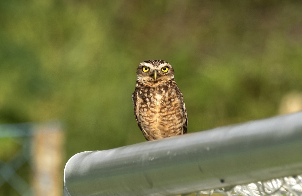 Burrowing Owl (grallaria) - ML622183583