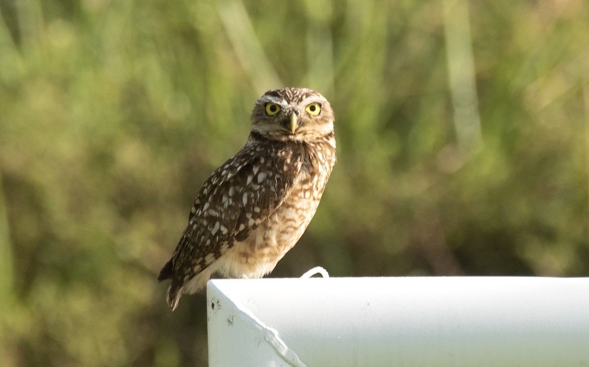 Burrowing Owl (grallaria) - ML622183584