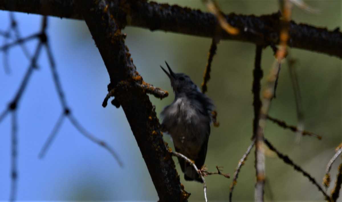 White-breasted Nuthatch - ML622183601