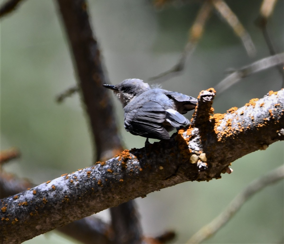 White-breasted Nuthatch - ML622183608