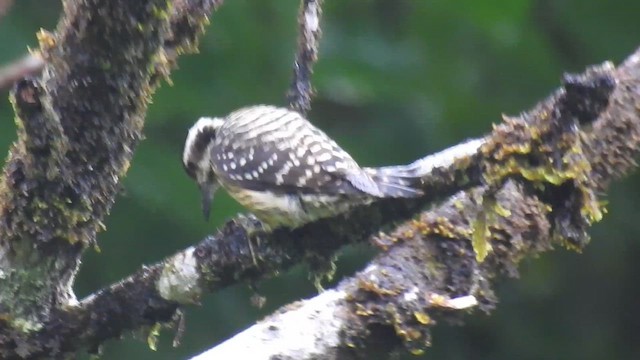 Philippine Pygmy Woodpecker - ML622183609