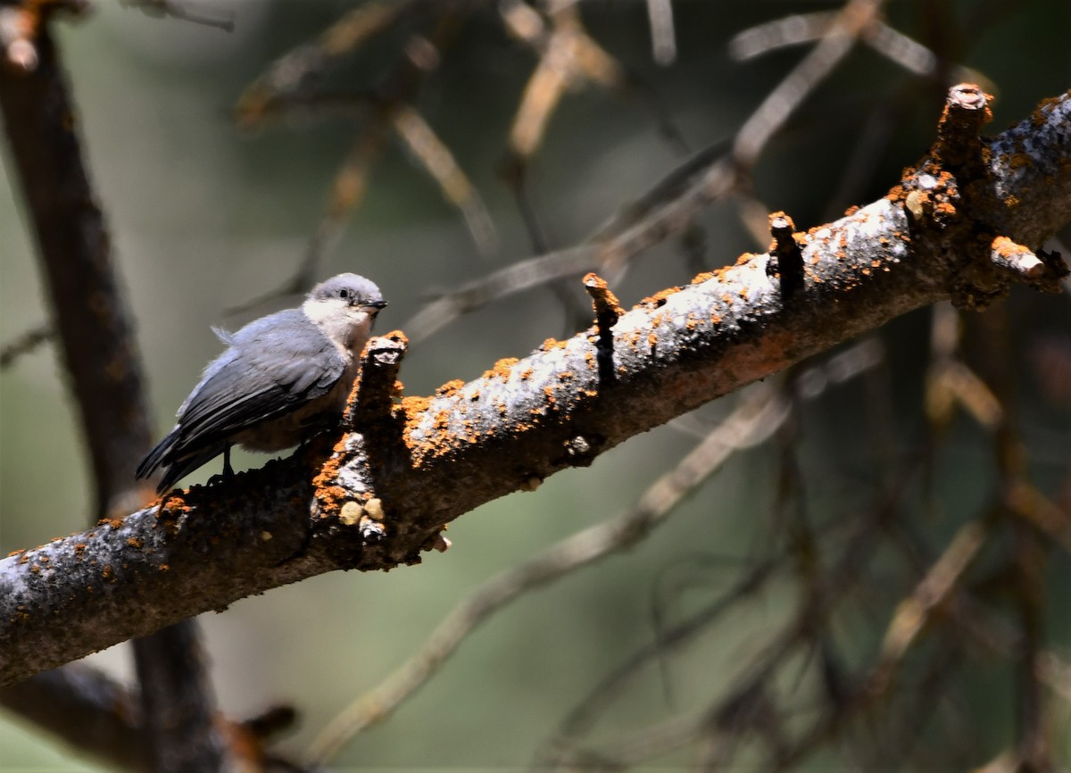 White-breasted Nuthatch - ML622183629