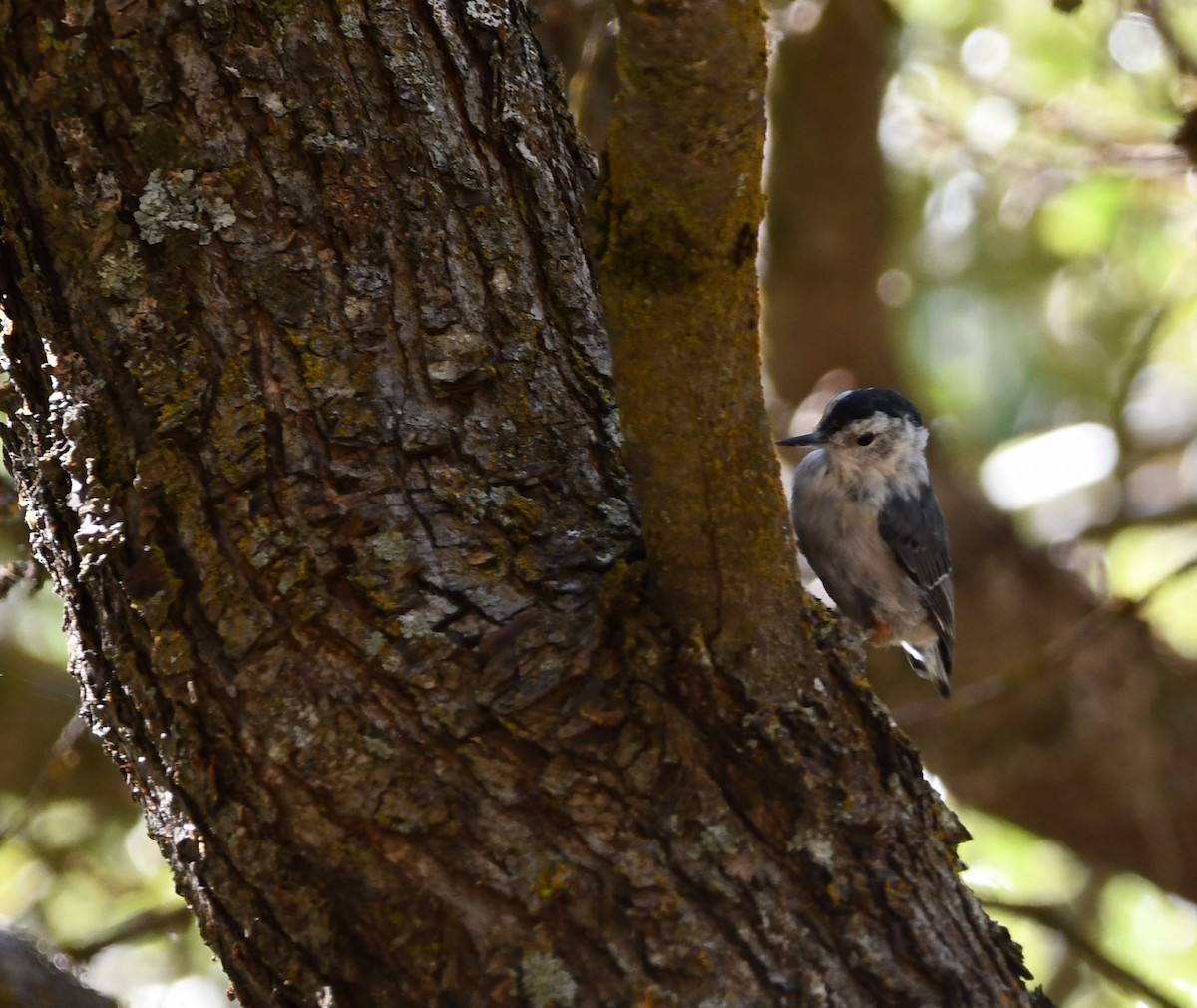 White-breasted Nuthatch - ML622183644