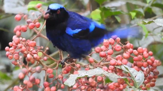 Philippine Fairy-bluebird - ML622183648