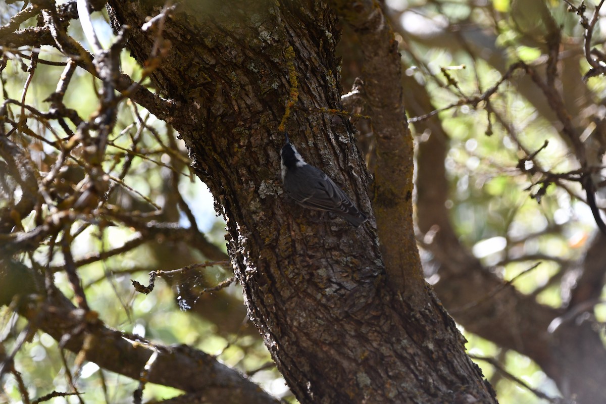 White-breasted Nuthatch - ML622183653