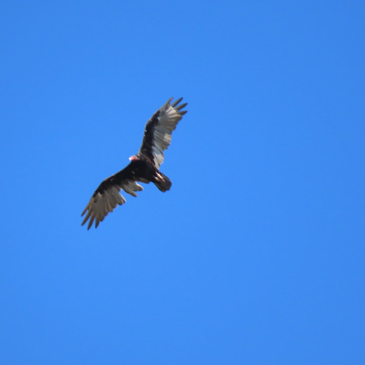 Turkey Vulture - ML622183658