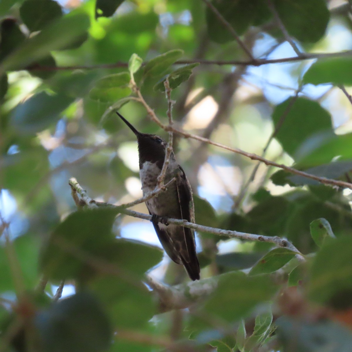 Anna's Hummingbird - ML622183702