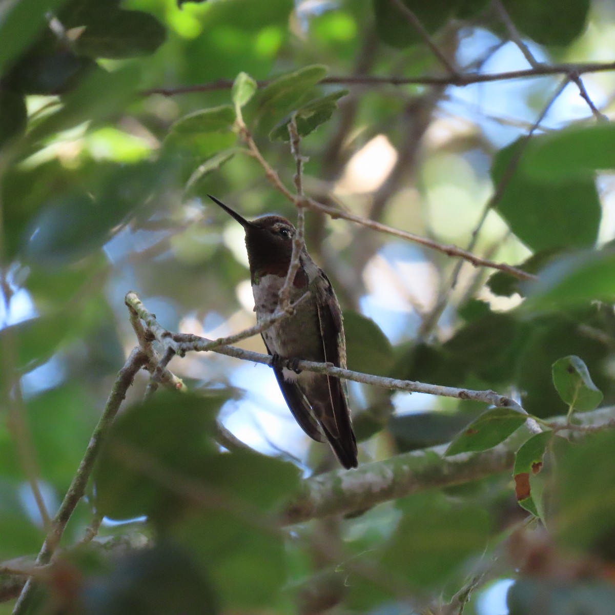 Anna's Hummingbird - ML622183707