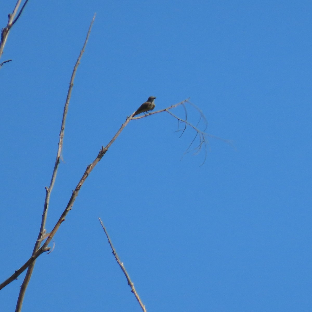 Cassin's Kingbird - ML622183709