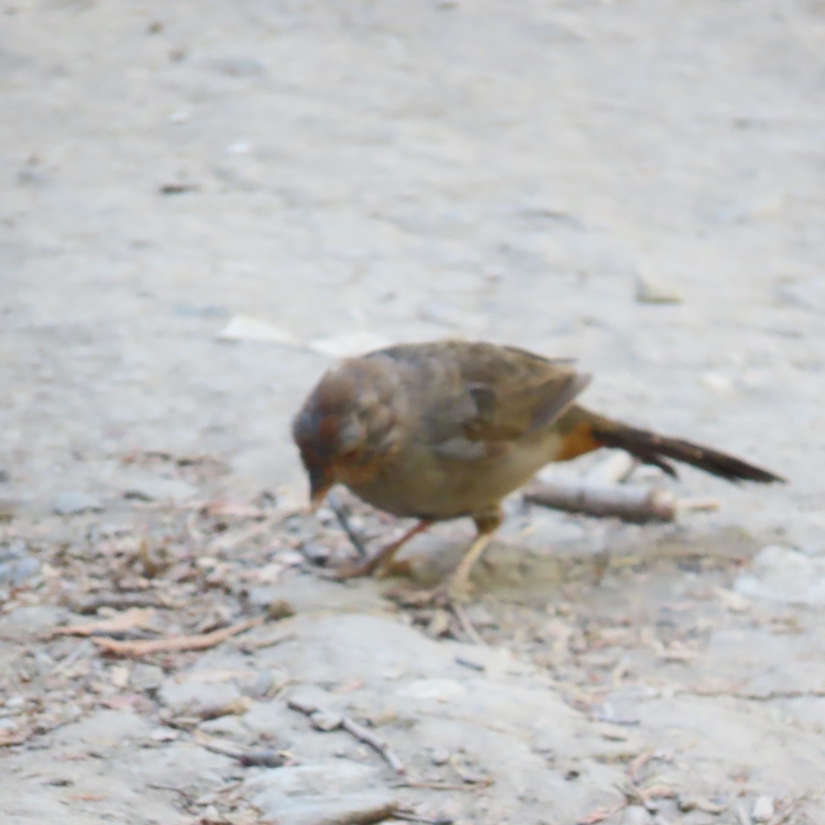 California Towhee - ML622183713