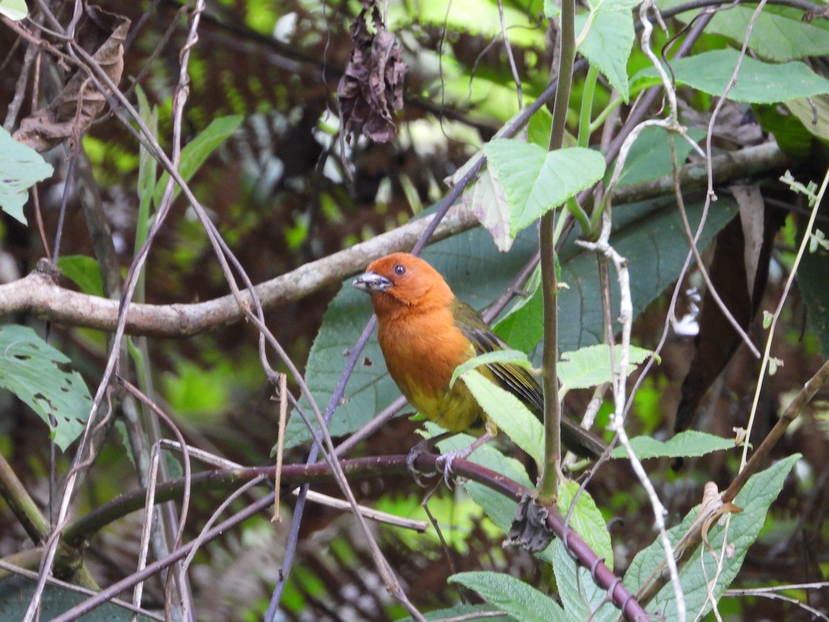 Ochre-breasted Brushfinch - ML622183714