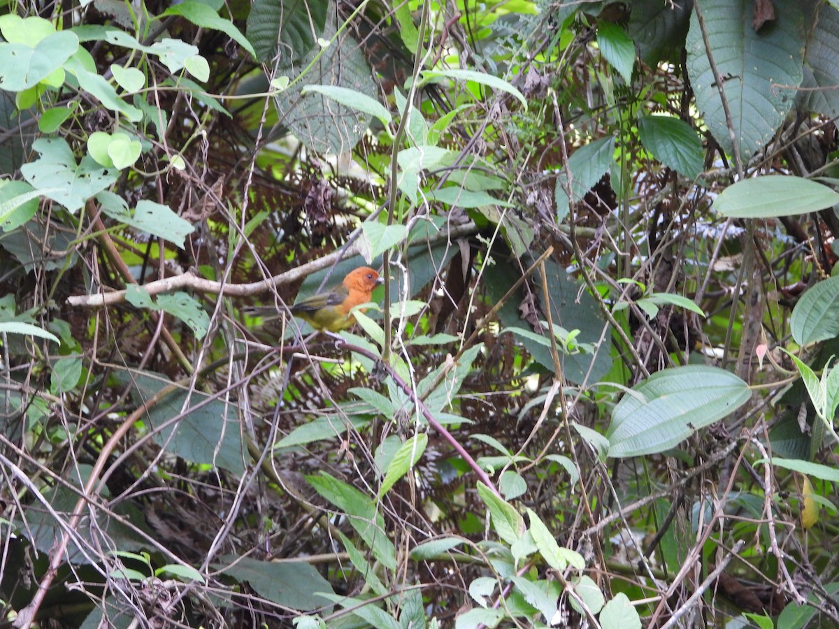 Ochre-breasted Brushfinch - ML622183715