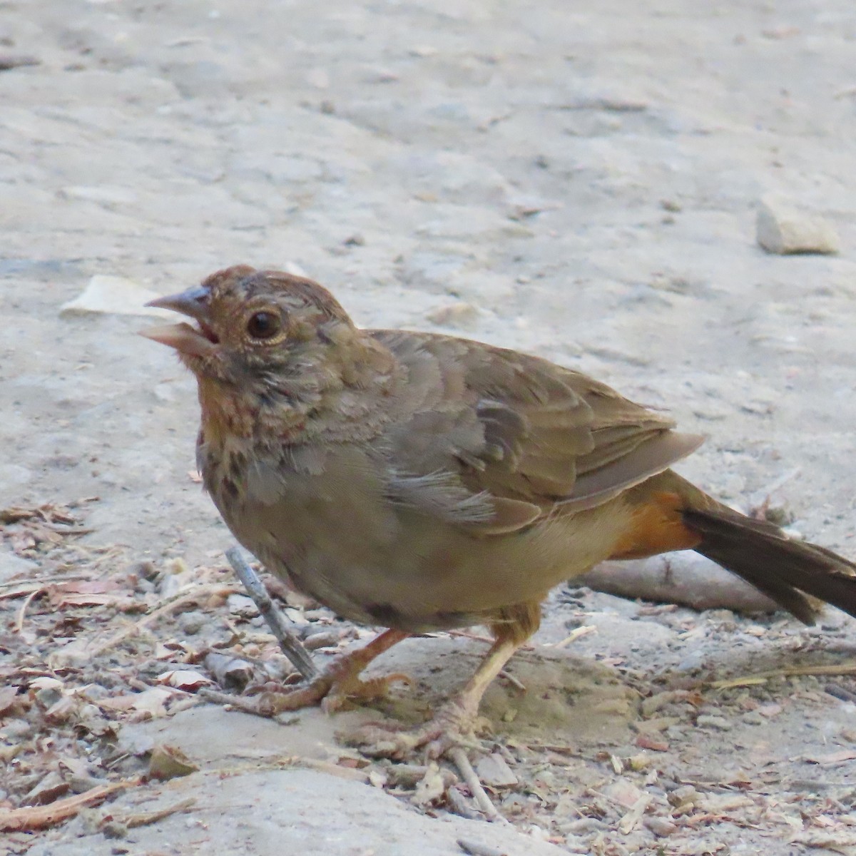 California Towhee - Brian Nothhelfer