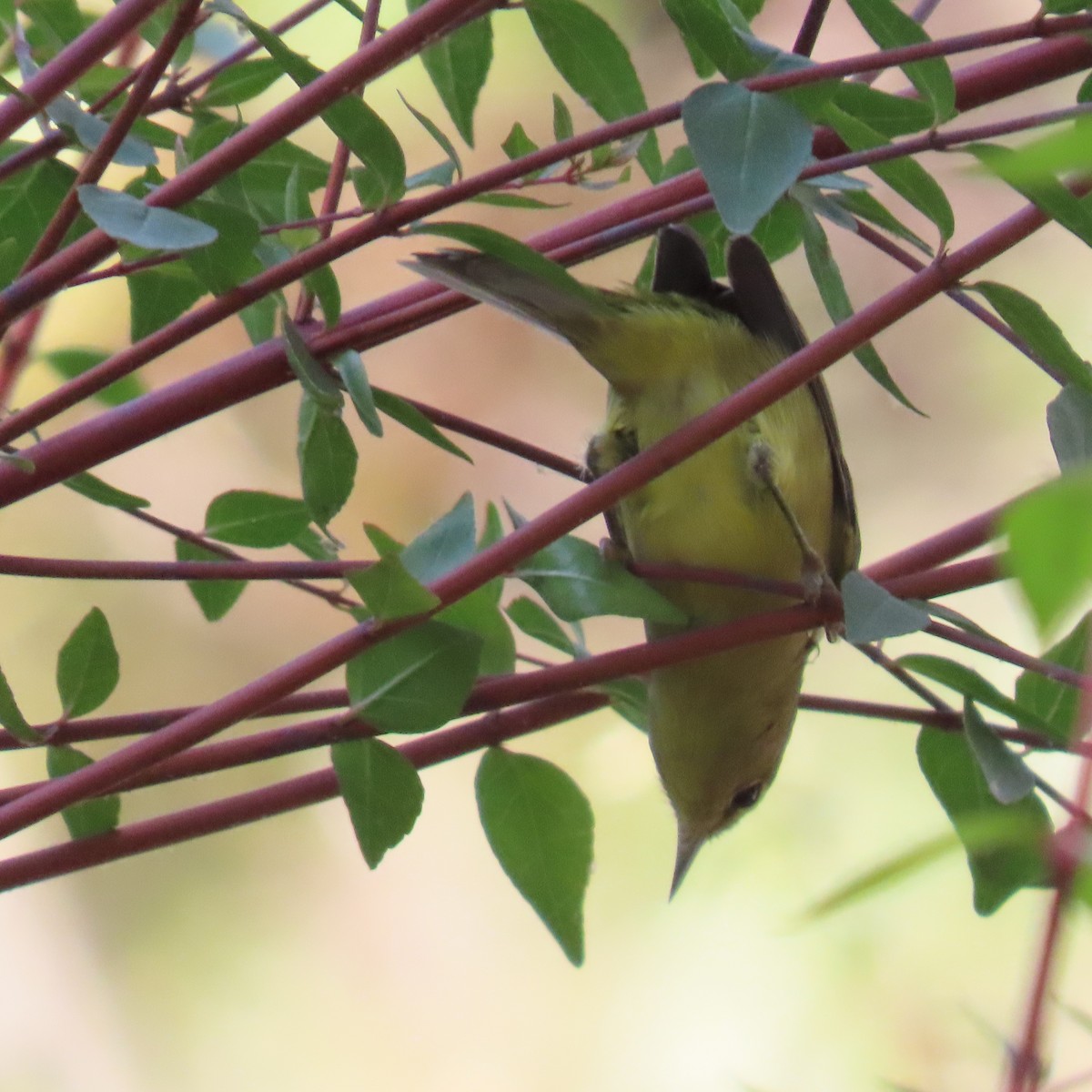 Orange-crowned Warbler - ML622183784