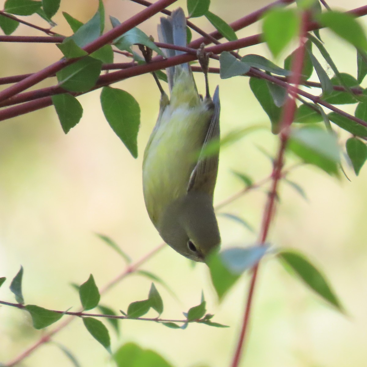 Orange-crowned Warbler - ML622183792