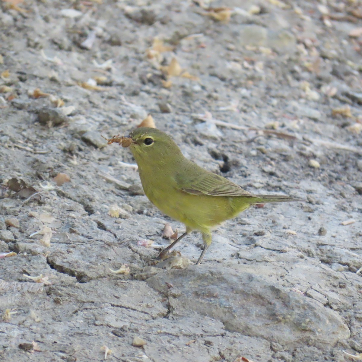 Orange-crowned Warbler - ML622183805