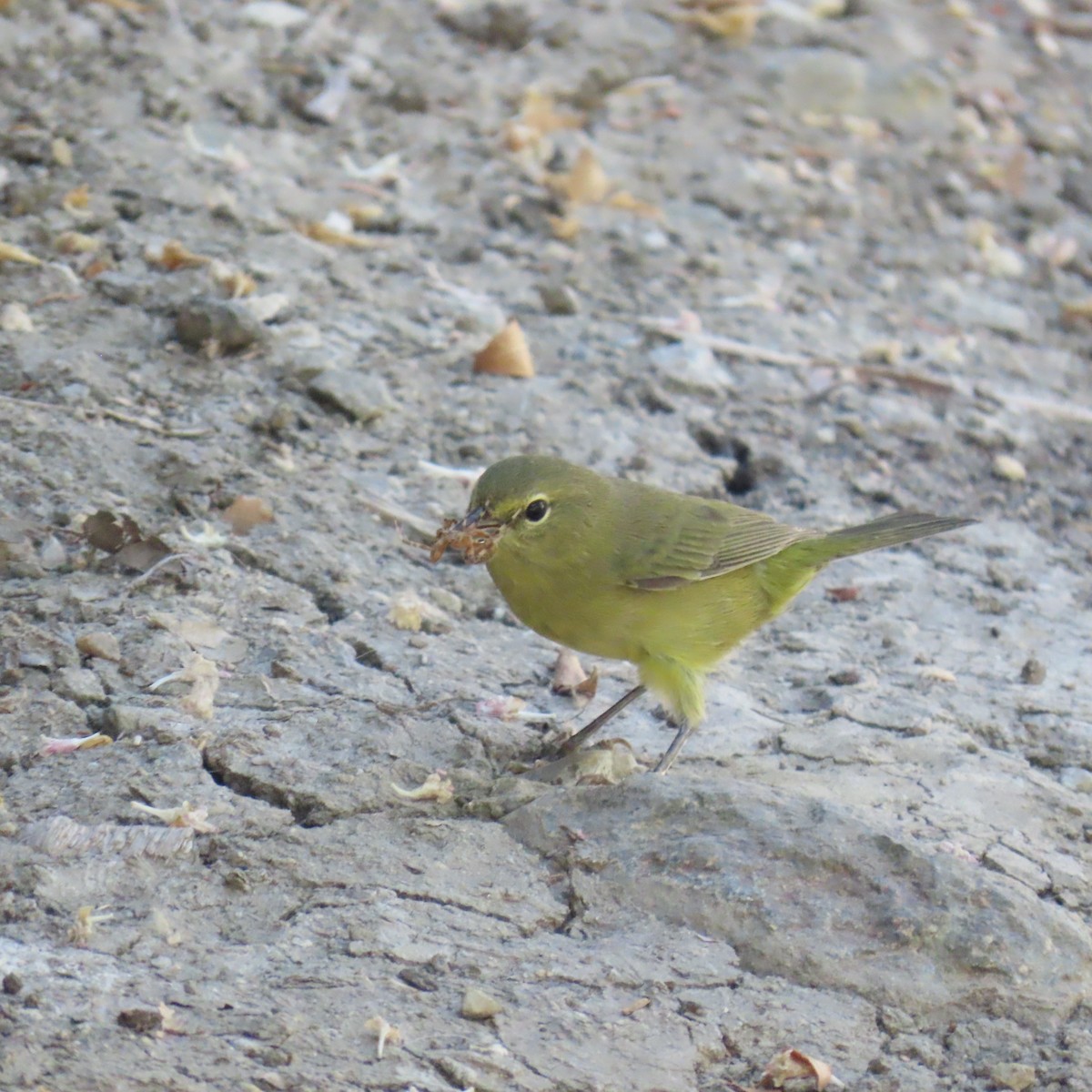 Orange-crowned Warbler - ML622183835