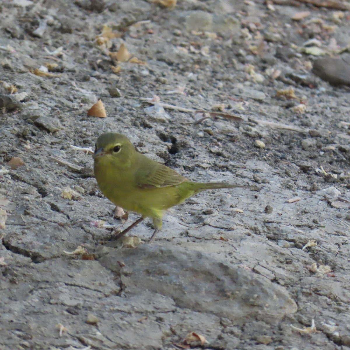 Orange-crowned Warbler - ML622183840