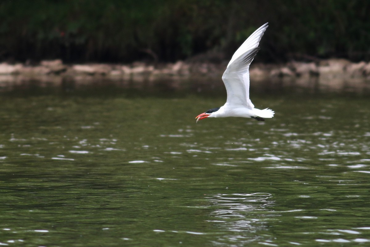 Caspian Tern - Andrew  Harrington