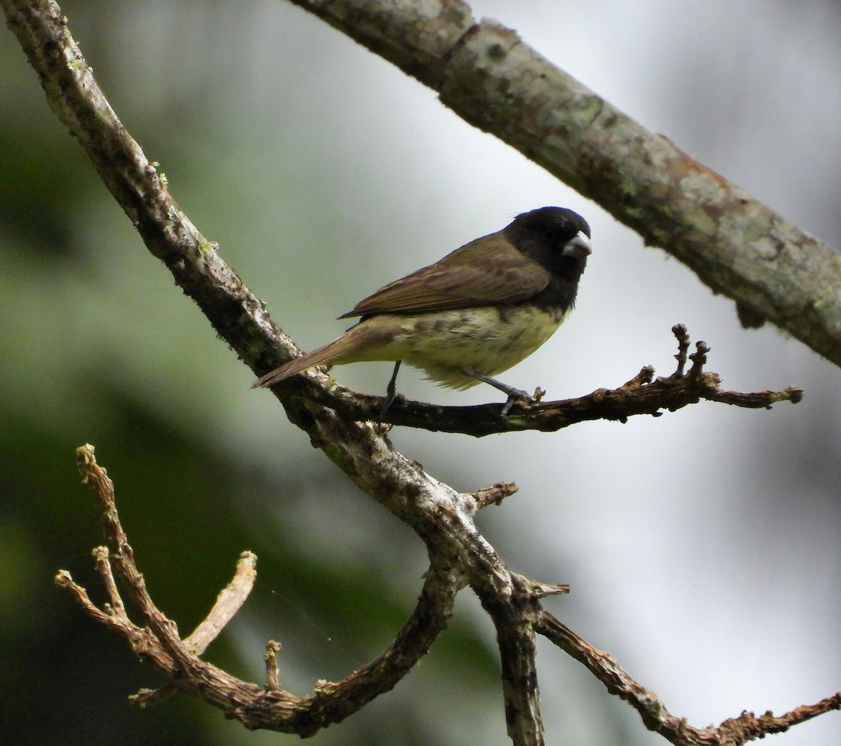 Yellow-bellied Seedeater - ML622183891