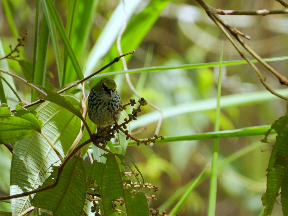 Speckled Tanager - ML622183895