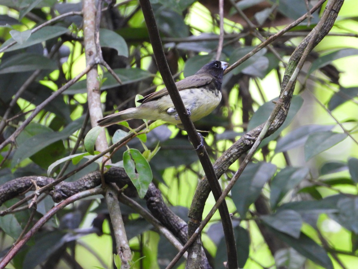 Yellow-bellied Seedeater - ML622183904