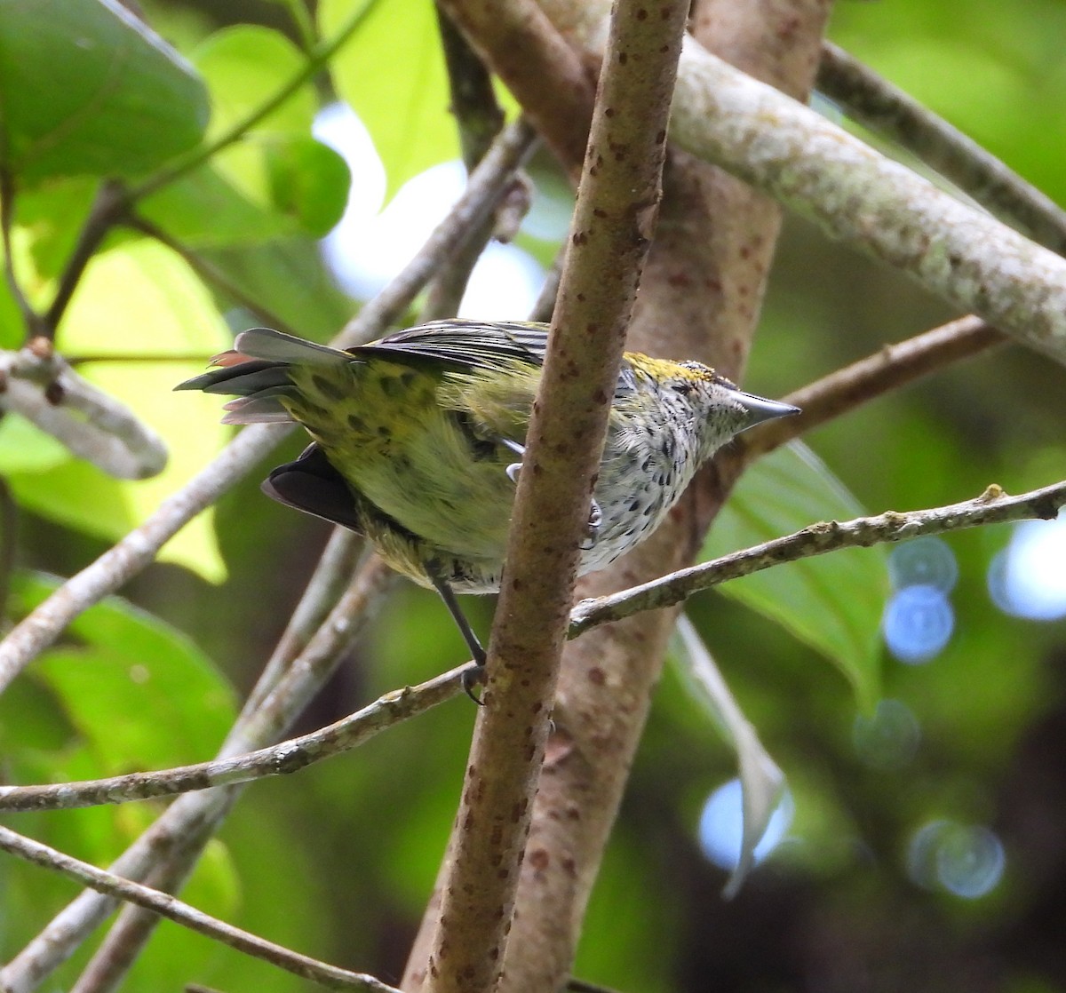 Speckled Tanager - ML622183912