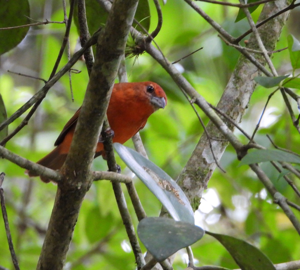 Hepatic Tanager - ML622183921