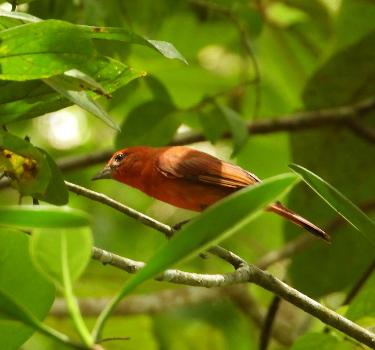 Hepatic Tanager - ML622183922