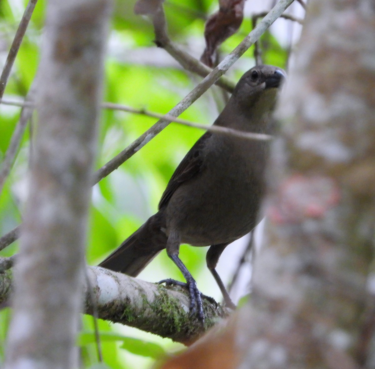 Shiny Cowbird - ML622183929