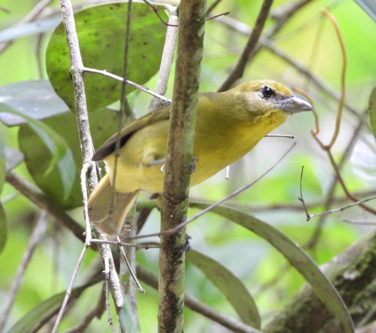 Hepatic Tanager - ML622183930