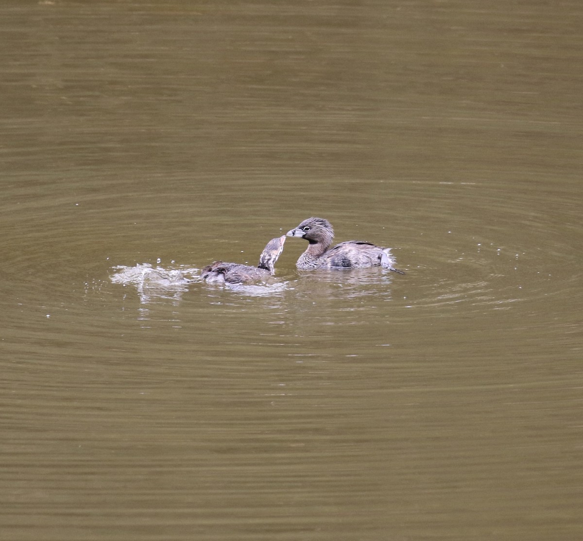 Pied-billed Grebe - ML622183942