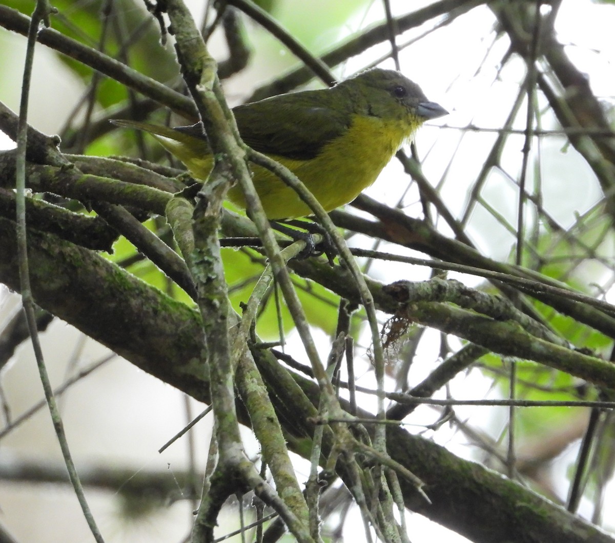 Thick-billed Euphonia - ML622183943