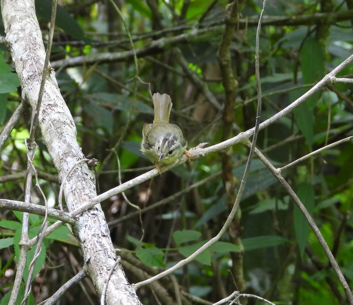 Three-striped Warbler - ML622183978