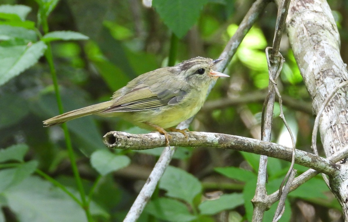 Three-striped Warbler - ML622183979