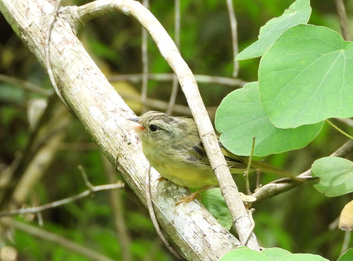 Three-striped Warbler - ML622183984