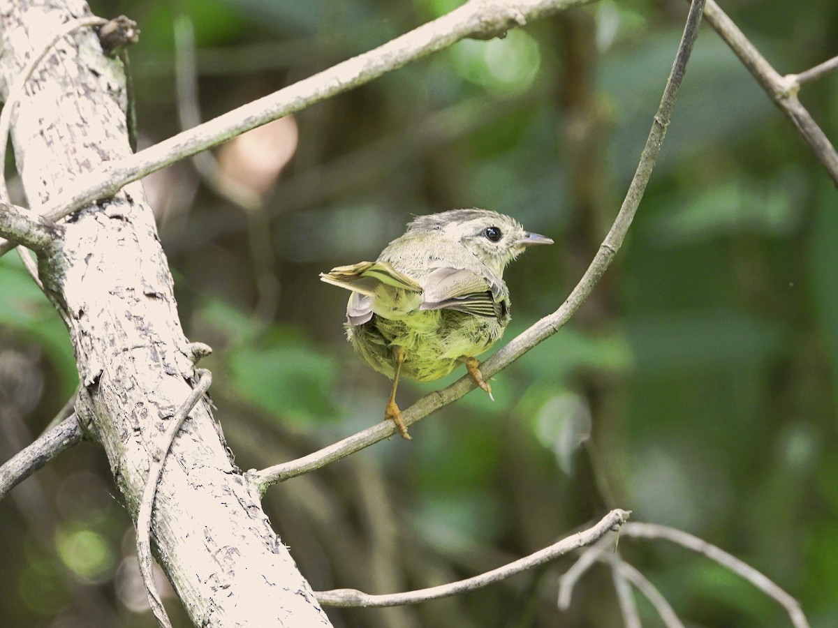 Three-striped Warbler - ML622183986