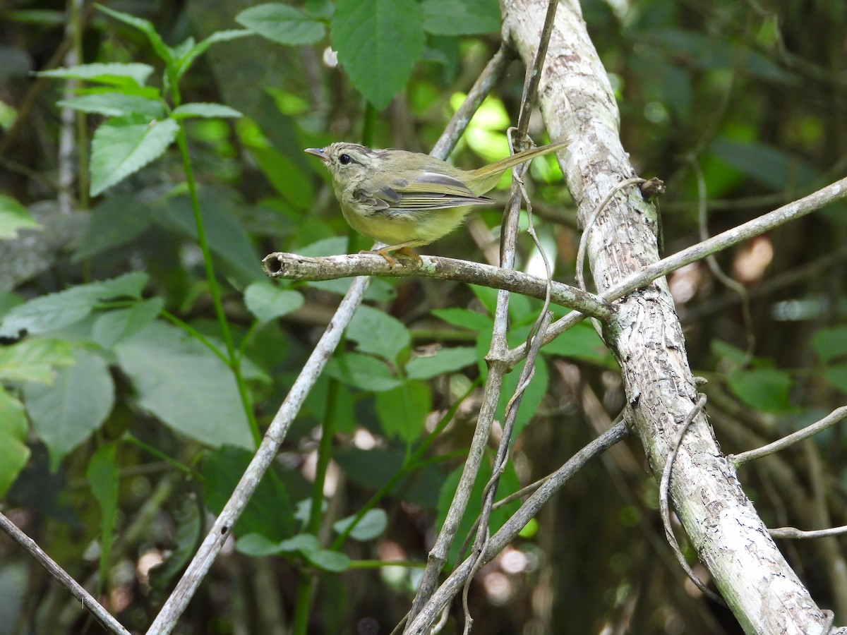 Three-striped Warbler - ML622183987
