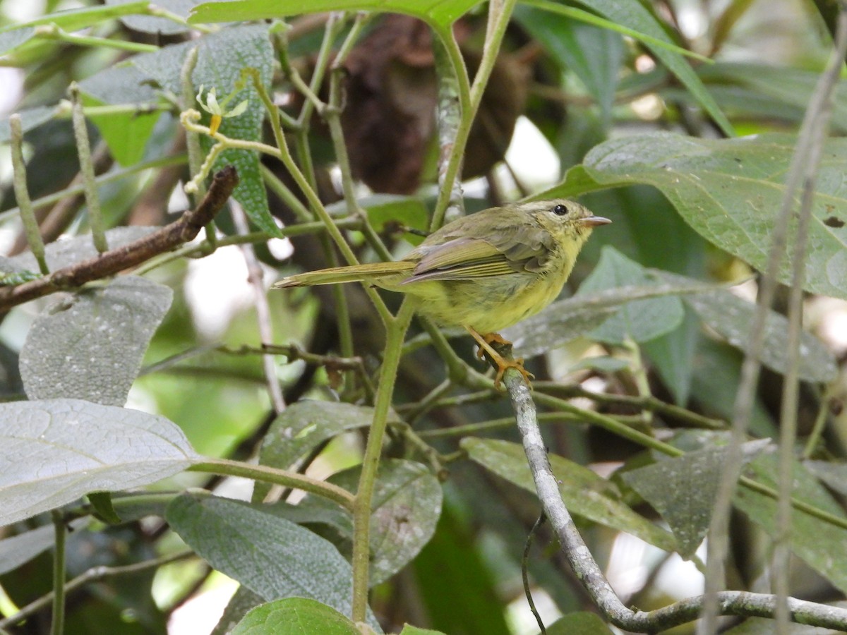Three-striped Warbler - ML622183988