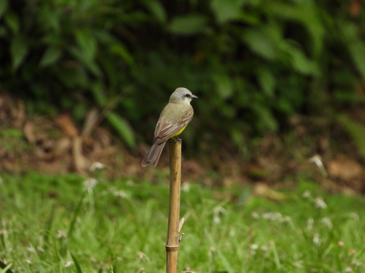 Tropical Kingbird - ML622183990