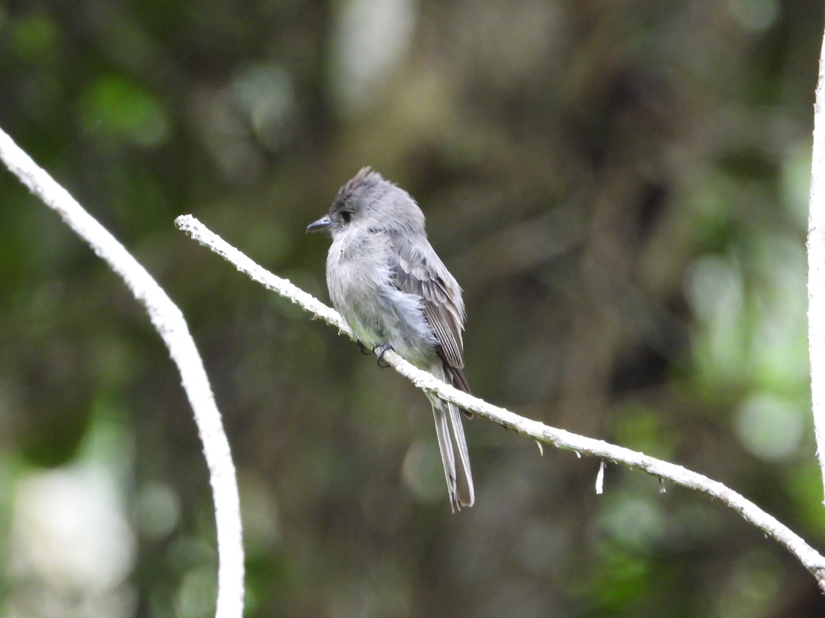 Smoke-colored Pewee - ML622184000