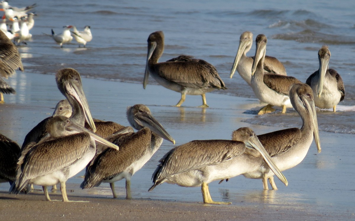 Brown Pelican - ML622184014