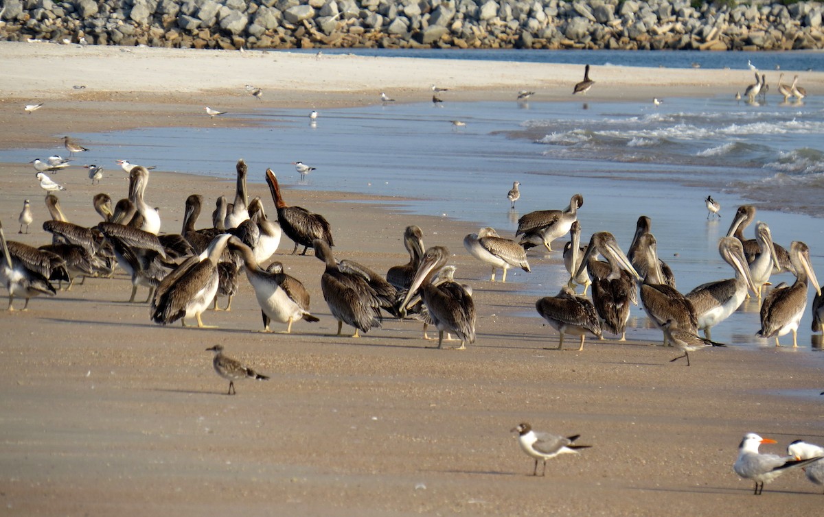 Brown Pelican - ML622184015