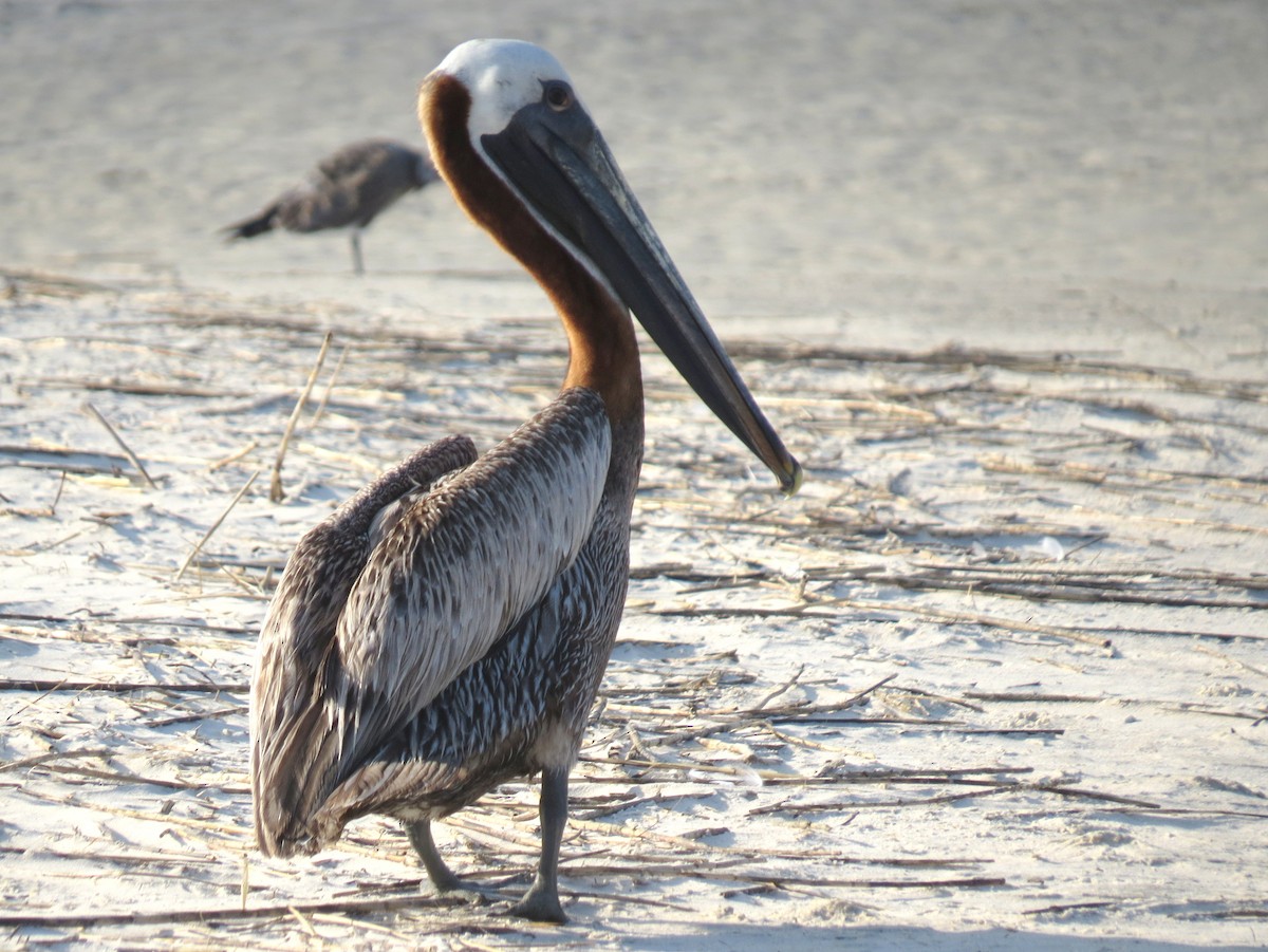 Brown Pelican - ML622184017